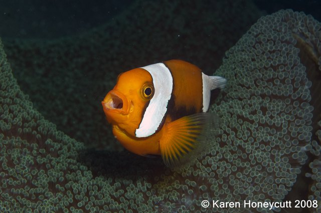 ../tools/UploadPhoto/uploads/Amphiprionpolymnus(SaddlebackAnemonefish)Dumaguete_wm.JPG