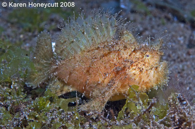 ../tools/UploadPhoto/uploads/Antennariusstriatus(HairyFrogfish)Dumaguete_wm.JPG