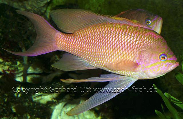 ../tools/UploadPhoto/uploads/Anthias_anthias.jpg