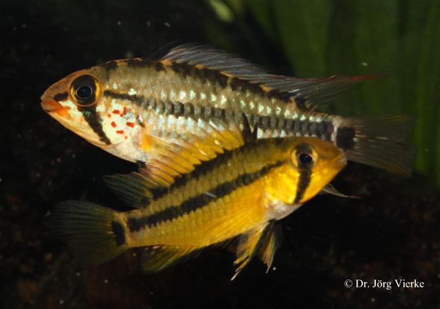 ../tools/UploadPhoto/uploads/Apistogramma_gossei-sp.Amapa.JPG