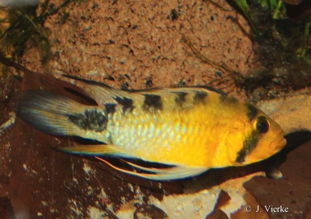 ../tools/UploadPhoto/uploads/Apistogramma_rositae3.jpg