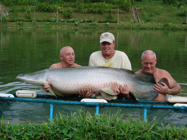 ../tools/UploadPhoto/uploads/Arapaima-Thailand.JPG