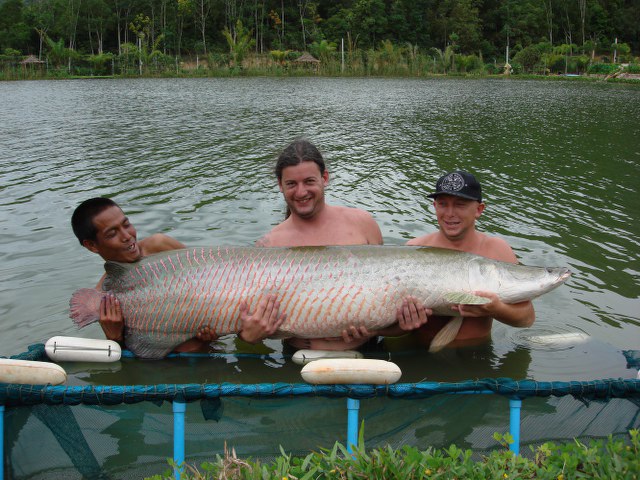 ../tools/UploadPhoto/uploads/Arapaima-Thailand5.JPG