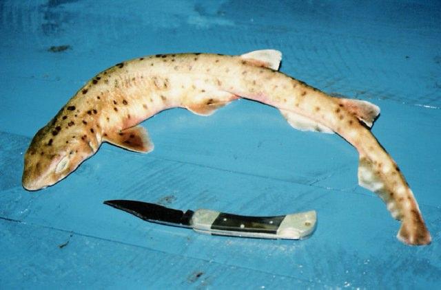 ../tools/UploadPhoto/uploads/Australian-Spotted-Catshark.jpg