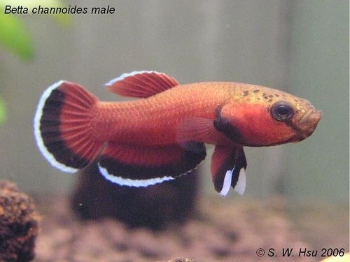 ../tools/UploadPhoto/uploads/Betta-channoides-1.jpg