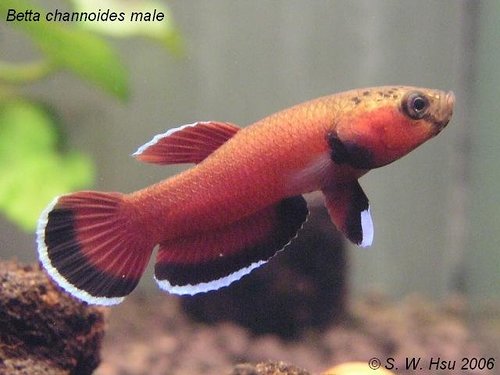 ../tools/UploadPhoto/uploads/Betta-channoides-2.jpg