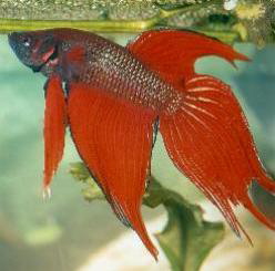 ../tools/UploadPhoto/uploads/Betta_splendens.jpg