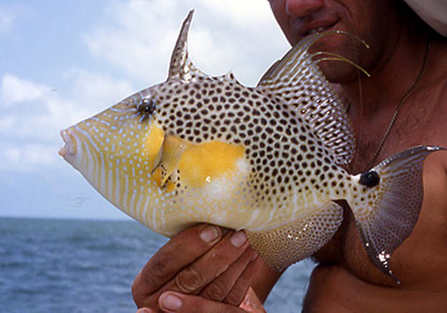 ../tools/UploadPhoto/uploads/Bluespot-Triggerfish.jpg