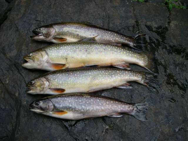 ../tools/UploadPhoto/uploads/Brooktrout.JPG