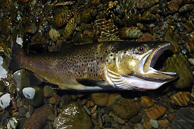 ../tools/UploadPhoto/uploads/Brown-Trout.jpg