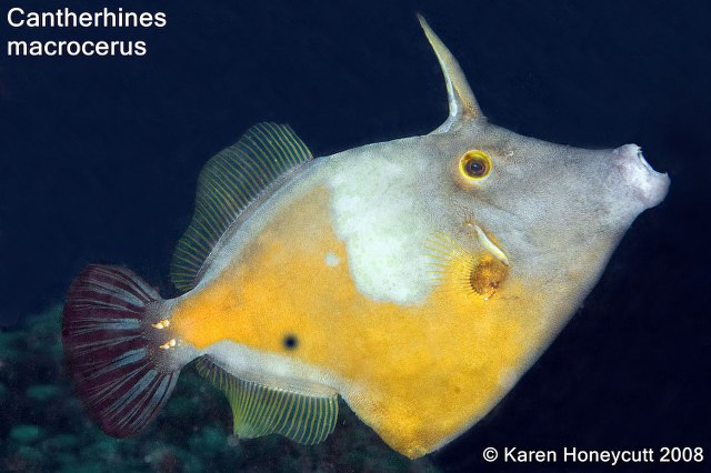 ../tools/UploadPhoto/uploads/Cantherhines_macrocerus_Whitespotted_Filefish_Bonaire.jpg