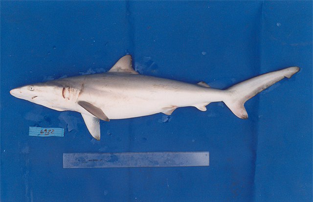 ../tools/UploadPhoto/uploads/Carcharhinus_brevipinna_Namora_RC_-_Brazil.jpg