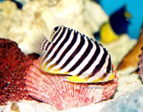 ../tools/UploadPhoto/uploads/CentropygeMultifasciatus-MultibandedAngelfish-7cm.jpg