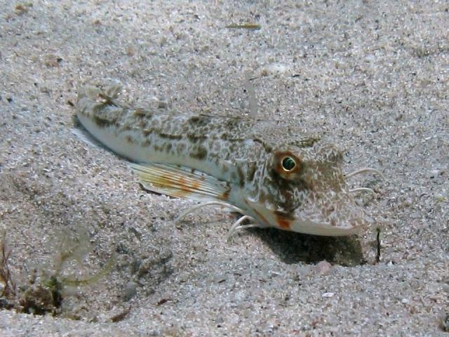 ../tools/UploadPhoto/uploads/Chelidonichthys_lucerna_Sardegna09_5875_.JPG