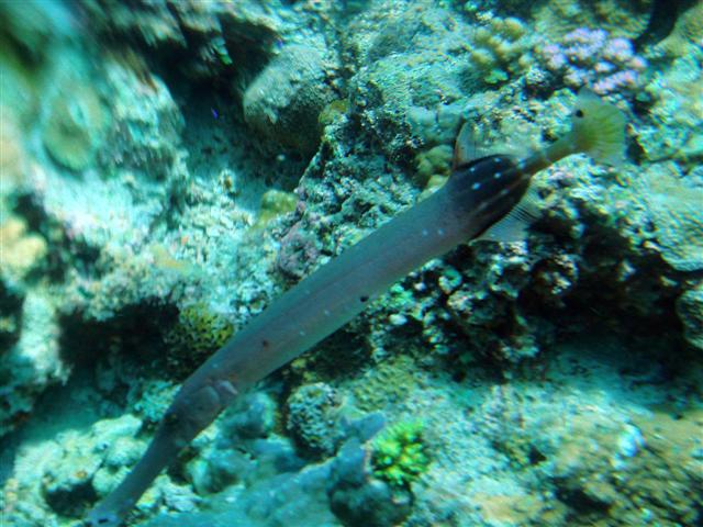 ../tools/UploadPhoto/uploads/Chinese_trumpetfish.jpg