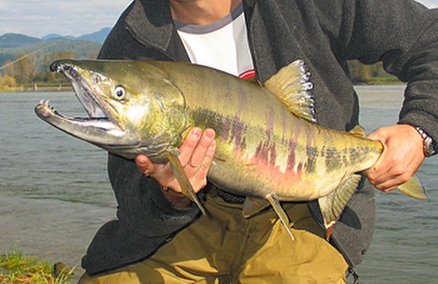 ../tools/UploadPhoto/uploads/Chum-Salmon.jpg