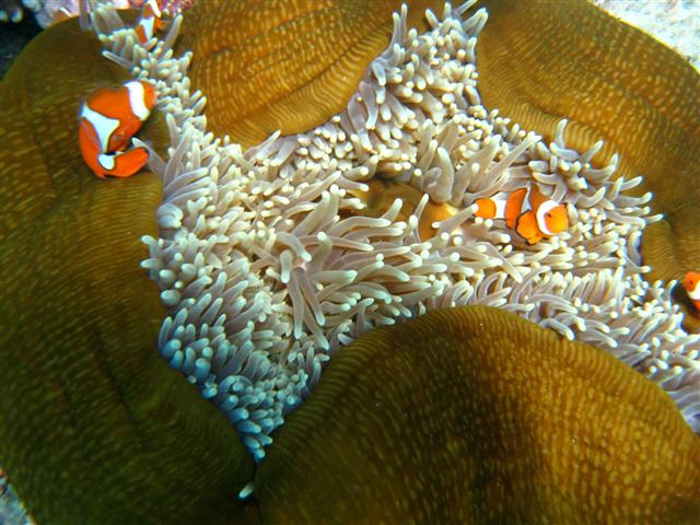 ../tools/UploadPhoto/uploads/ClownFish1GBReef.jpg