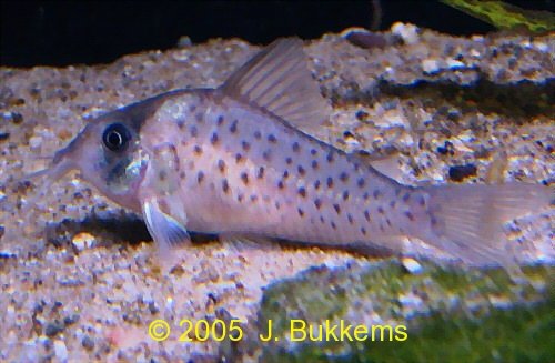 ../tools/UploadPhoto/uploads/Corydoras_atropersonatus.jpg