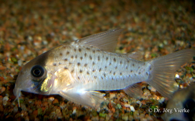 ../tools/UploadPhoto/uploads/Corydoras_atropersonatus1.jpg