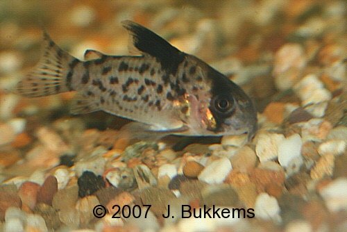 ../tools/UploadPhoto/uploads/Corydoras_leucomelas.jpg