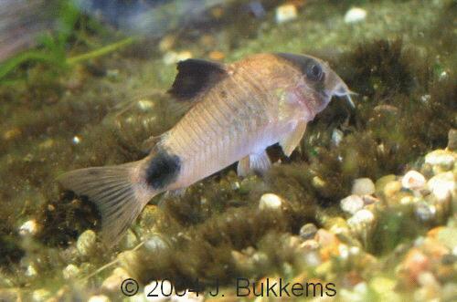 ../tools/UploadPhoto/uploads/Corydoras_panda.JPG