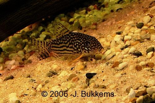 ../tools/UploadPhoto/uploads/Corydoras_sterbai.jpg