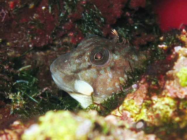 ../tools/UploadPhoto/uploads/Coryphoblennius_galerita_Cres2011_b_5803.JPG