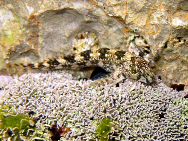 ../tools/UploadPhoto/uploads/Coryphoblennius_galerita_Cres2011_c_5817.JPG