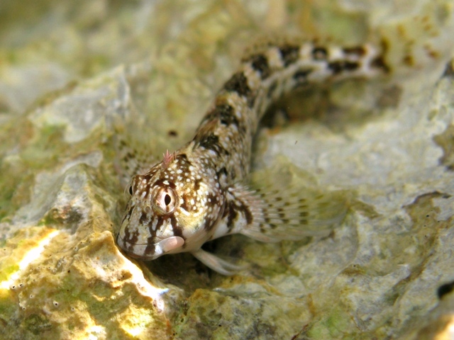 ../tools/UploadPhoto/uploads/Coryphoblennius_galerita_Cres2011_c_5838.JPG