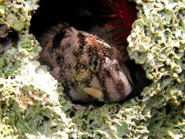 ../tools/UploadPhoto/uploads/Coryphoblennius_galerita_Cres2011_d_5829.JPG