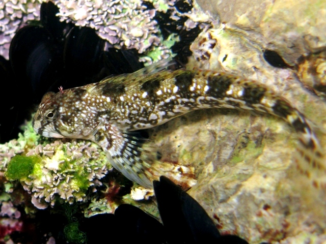 ../tools/UploadPhoto/uploads/Coryphoblennius_galerita_Cres2011_e_5841.JPG