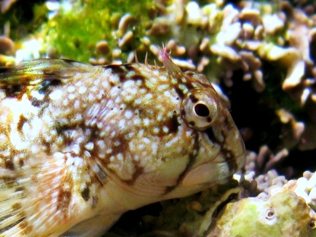 ../tools/UploadPhoto/uploads/Coryphoblennius_galerita_Cres2011_f_5861_.JPG