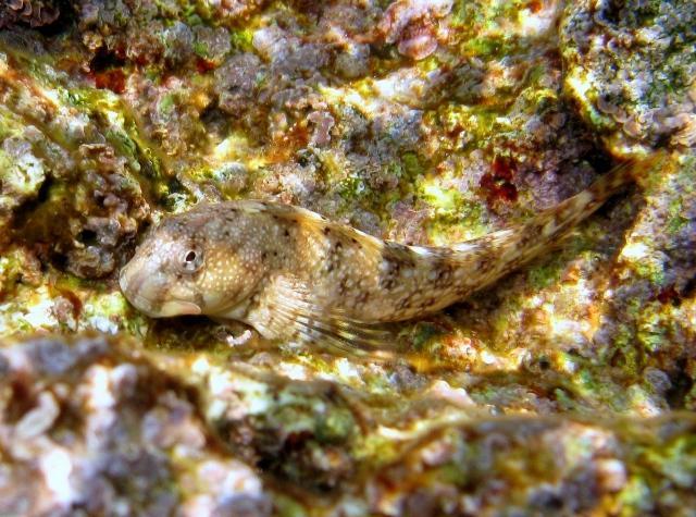 ../tools/UploadPhoto/uploads/Coryphoblennius_galerita_Karpathos2011_6631.JPG