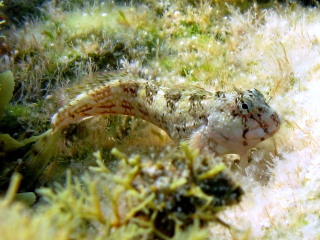 ../tools/UploadPhoto/uploads/Coryphoblennius_galerita_Lefkada09_7939_.JPG