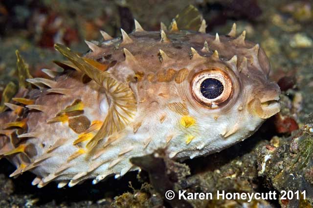 ../tools/UploadPhoto/uploads/Cyclichthys_orbicularis_(Orbicular_Burrfish)_Lembeh,_Indonesia.jpg