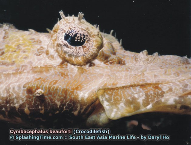 ../tools/UploadPhoto/uploads/Cymbacephalus_beauforti_(Crocodilefish).jpg