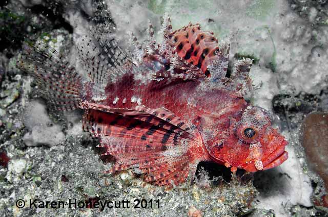 ../tools/UploadPhoto/uploads/Dendrochirus_brachypterus_(Shortfin_Lionfish)_Lembeh_Indonesia.jpg