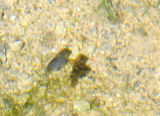 ../tools/UploadPhoto/uploads/Devils_hole_pupfish_2007_sept_24.jpg