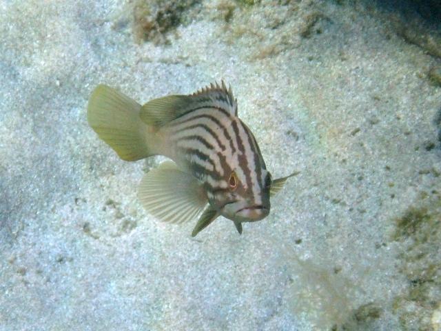 ../tools/UploadPhoto/uploads/Epinephelus_costae_Creta2011_8596.JPG