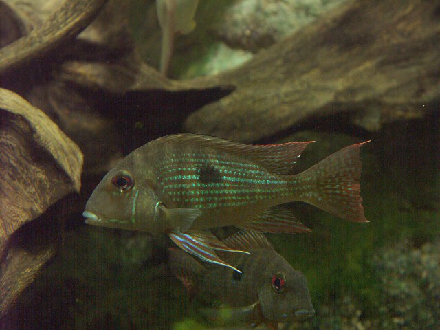 ../tools/UploadPhoto/uploads/Geophagus_surinamensis_03.jpg