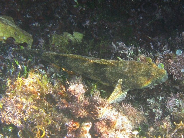 ../tools/UploadPhoto/uploads/Ghiozzo_testone_Gobius_cobitis_Croazia2008_478.jpg