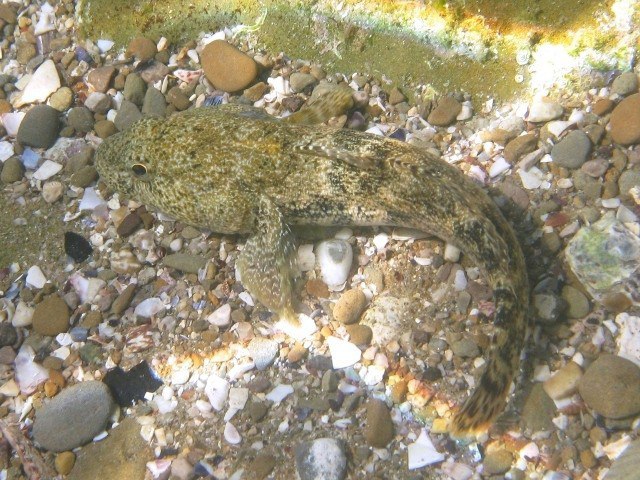 ../tools/UploadPhoto/uploads/Ghiozzo_testone_Gobius_cobitis_Muggia2008_0553.JPG