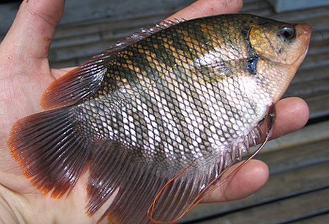 ../tools/UploadPhoto/uploads/Giant-Gourami-Juvenile.jpg