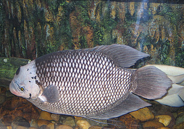 ../tools/UploadPhoto/uploads/Giant-Gourami.jpg