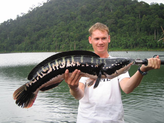 ../tools/UploadPhoto/uploads/Giant-Snakehead-cheowlan1.JPG