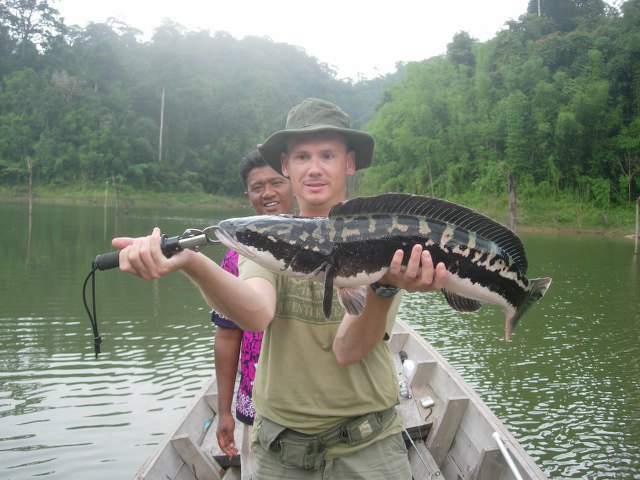 ../tools/UploadPhoto/uploads/Giant-Snakehead-cheowlan2.JPG