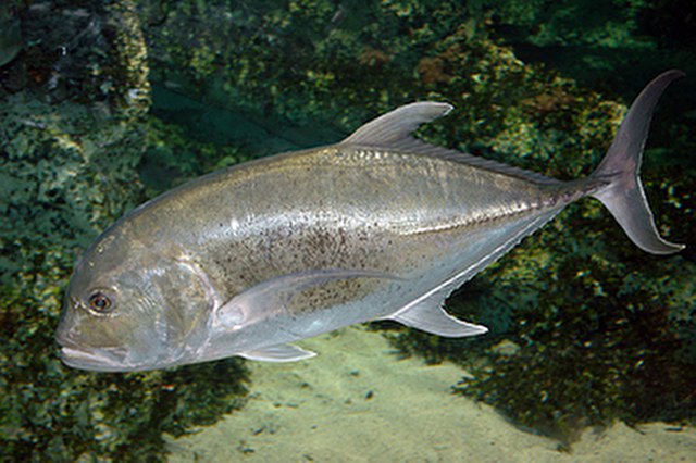 ../tools/UploadPhoto/uploads/Giant-Trevally.jpg