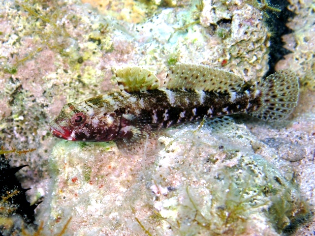 ../tools/UploadPhoto/uploads/Gobius_cruentatus_Cres2011_6149.JPG