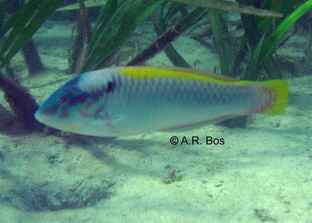 ../tools/UploadPhoto/uploads/Halichoeres_scapularis_Zigzag_Wrasse01.JPG