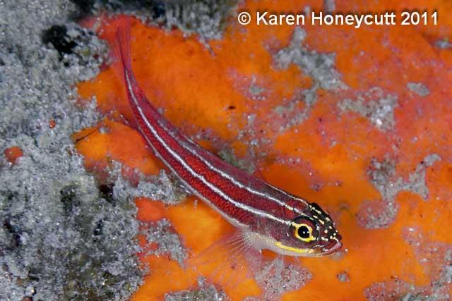 ../tools/UploadPhoto/uploads/Helcogramma_striata_(Neon_triplefin)_Dumaguete_Philippines.jpg